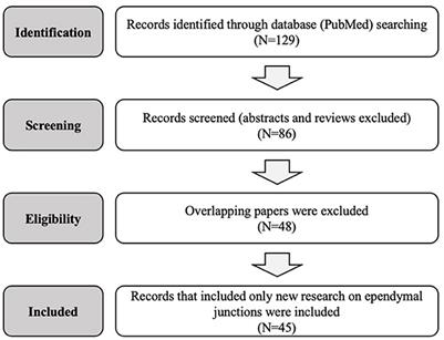 Adherens, tight, and gap junctions in ependymal cells: A systematic review of their contribution to CSF-brain barrier